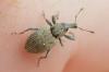 Graptus nictitans singularis